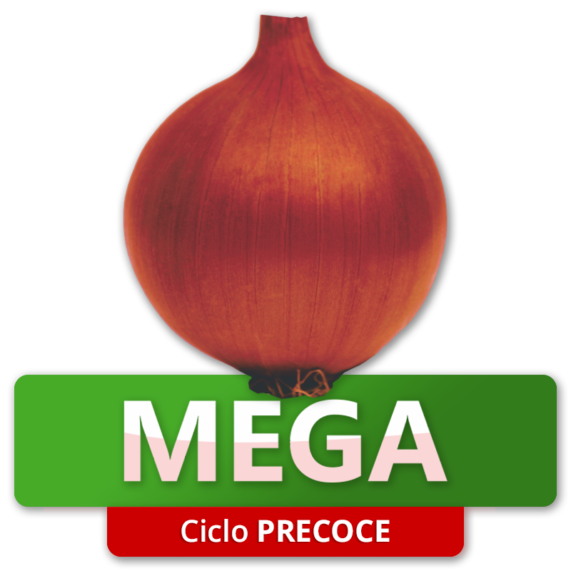 MEGA - Ciclo Precoce