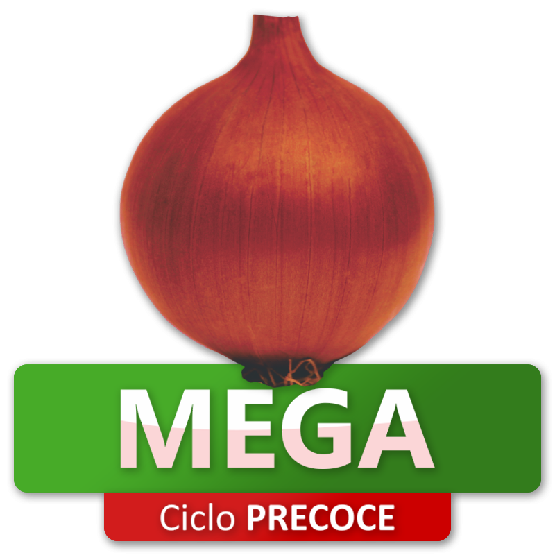 MEGA - Ciclo Precoce