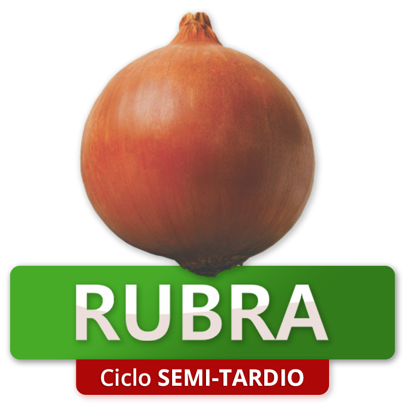 RUBRA - Ciclo Semi-Tardio