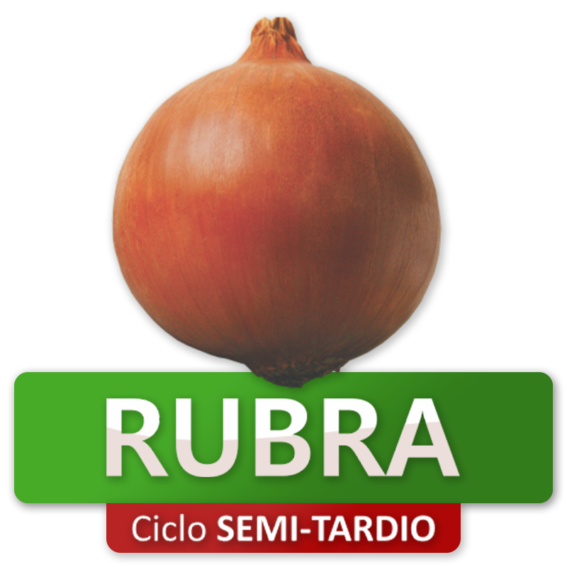 RUBRA - Ciclo Semi-Tardio