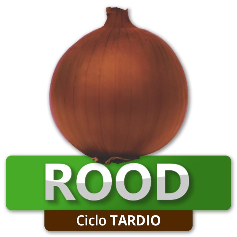 ROOD - Ciclo Tardio