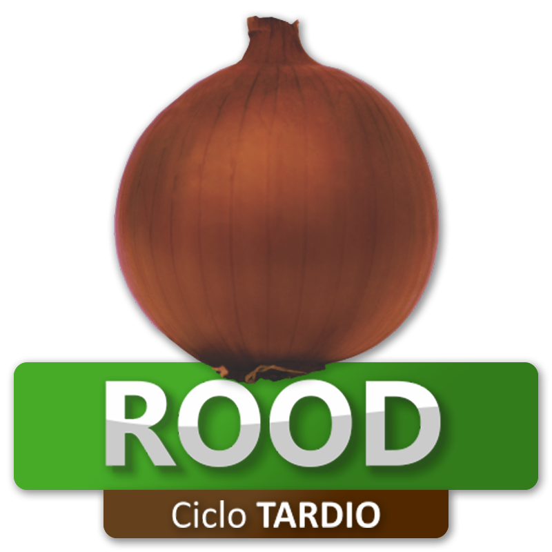 ROOD - Ciclo Tardio