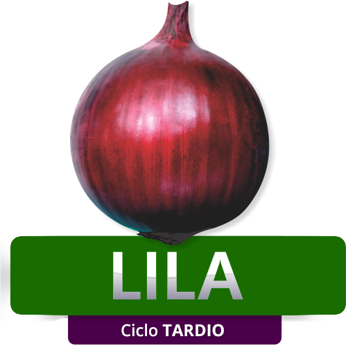 LILA - Ciclo Tardio