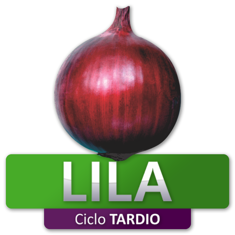 LILA - Ciclo Tardio