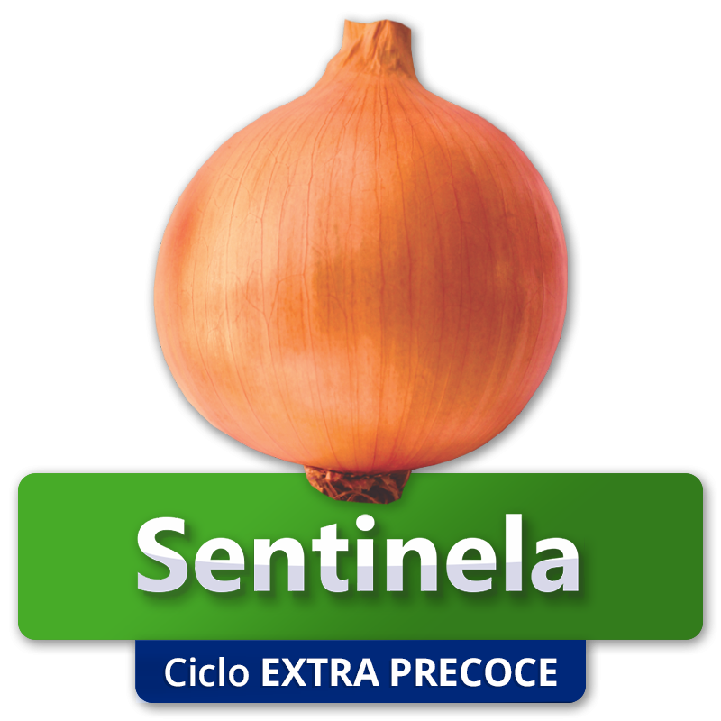 SENTINELA - Ciclo Extra Precoce